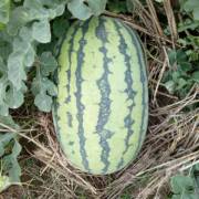 河南夏邑自生苗冠龙西瓜大量上市