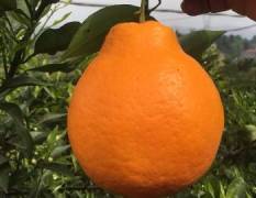 柑橘新品种春见 果大，一般单重250克