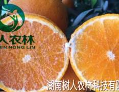 柑橘新品种无核沃柑