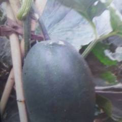 玉田子弹头冬瓜，品质优良，瓜形好