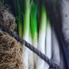 玉田长白大葱，产地直供，白长美丽