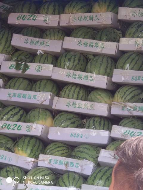 2018年河南尉氏8424西瓜价格