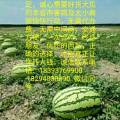 白银地区 会宁县郭城驿镇硒砂瓜