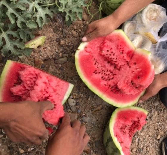 硒砂瓜价格