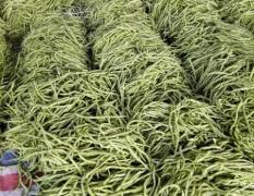 翁牛特旗七月一号过后大量蔬菜开始上市