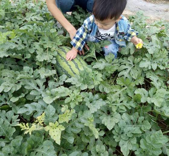 2018年河南夏邑龙卷风价格