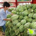 安徽淮北濉溪颜道口万亩西瓜基地大量供应