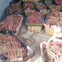 2018蓬莱红薯 烟薯25,烤薯专用品种