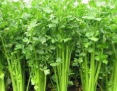 陕西蔬菜种植绿杆芹菜小量上市