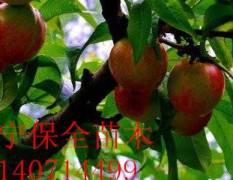 鲅鱼圈李子苗 中熟品种的大红袍李子