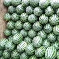 2018扶沟西瓜价格 西瓜质量好，瓜型好
