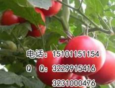 北京丰台西红柿种子荷兰粉霸一代杂交种