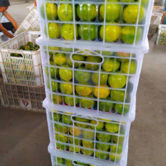 特早蜜桔产地批发，果园基地在宜昌枝江市