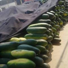 漯河冬瓜大量上市，质量好