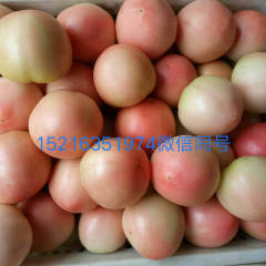 东昌府区沙镇蔬菜市场西红柿大量上市