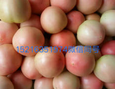 东昌府区沙镇蔬菜市场西红柿大量上市