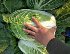 钟祥白菜 常年承接订单蔬菜种植业务