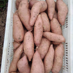 梁山优质地瓜大量上市，沙土地