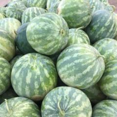 南谢村花皮无籽西瓜 机不可失！