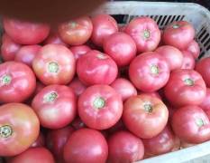 长阳精品优质西红柿大量上市中，弧3精品