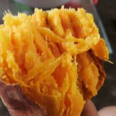 夏津银城朱玉青8月龙署九号红薯