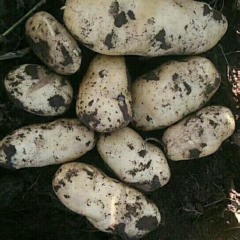 河北围场四区主产，荷兰十五，二六六大个