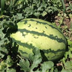 翁牛特旗种植面积数万亩。 品种有京欣、冠龙