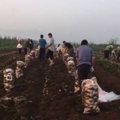 土豆产地在河北围场沽源及内蒙赤峰等地