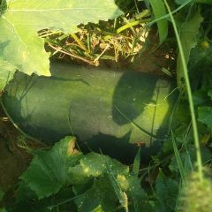 新野岗北蔬菜基地大冬瓜上市啦