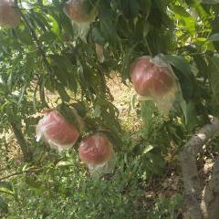 2018大荔蜜桃果面干净，红度好，口感一流