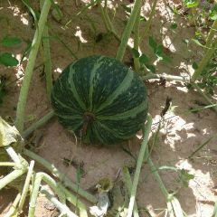 绿板栗南瓜少量上市。