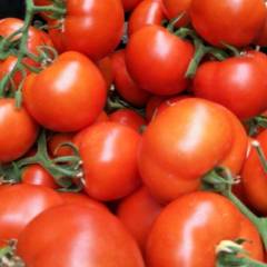 大红硬果西红柿大量出售