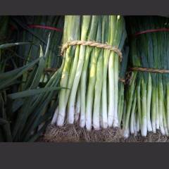 莱州铁杆大葱 自己的父母家种植铁杆大葱