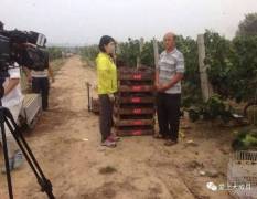 威县葡萄种植协会，现有大量巨峰葡萄上市