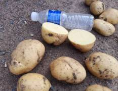 公主岭土豆 本地区土豆大量出售品种多样