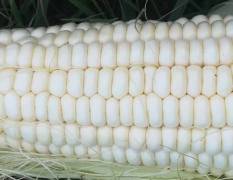 张家口玉米种植基地现货大量供应万糯2000糯玉米