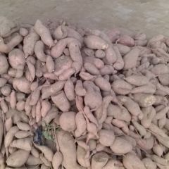 山东夏津县后赵庄，为黄河故土沙壤土