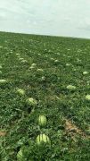 内蒙、宁夏、新疆西瓜大量上市！质量好、价格
