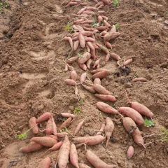 无限量出售优质龙薯九，保质保量！