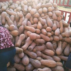 本基地有万亩南瓜已大量上市