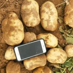 陕北定边土豆大量上市中，主产品种：荷兰十五