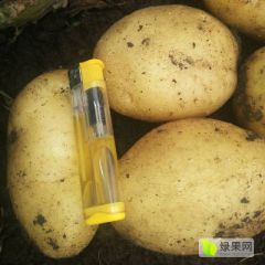 希森6号黄皮黄心二两起。