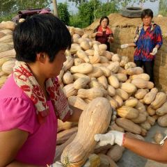 安徽金韩蜜本南瓜种植基地三千亩