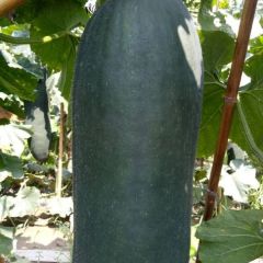 黑皮吊冬瓜大量供应，量大价优