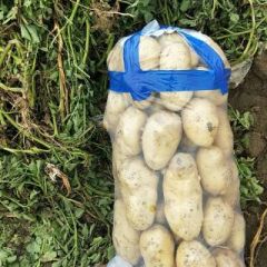 荷兰豆，欢迎各位老板前来订购