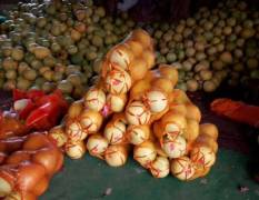 大量供应琯溪蜜柚，8月20日琯溪蜜柚大量上市
