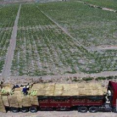 东北，内蒙，宁夏，甘肃，新疆西瓜