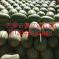 内蒙通辽金花一号金花六号