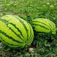 赤峰西瓜大量上市