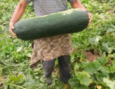 隆尧冬瓜基地每年种植冬瓜一万余亩